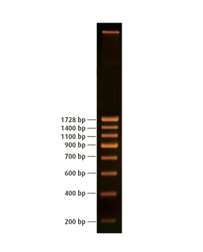 200 bp DNA Ladder (For 20 Gels)