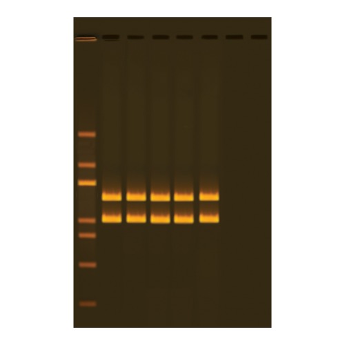 PCR을 이용한 인간 기원 탐구(미토콘드리아 DNA 분석)
