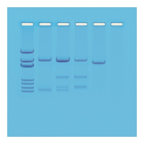 DNA 친자확인 시뮬레이션
